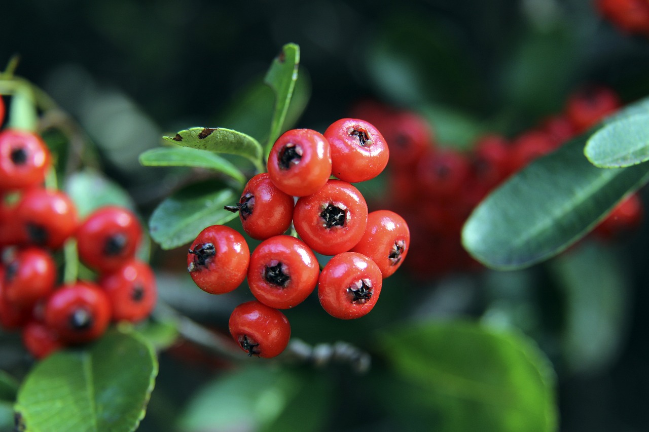 他们凭借新 他们凭借新